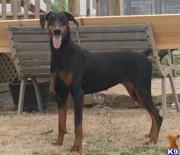 Dogs - Doberman Pinscher
